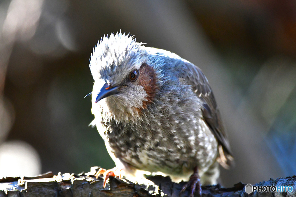 野山の鳥 ヒヨさん