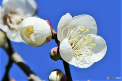 2023年1月に咲いた梅の花