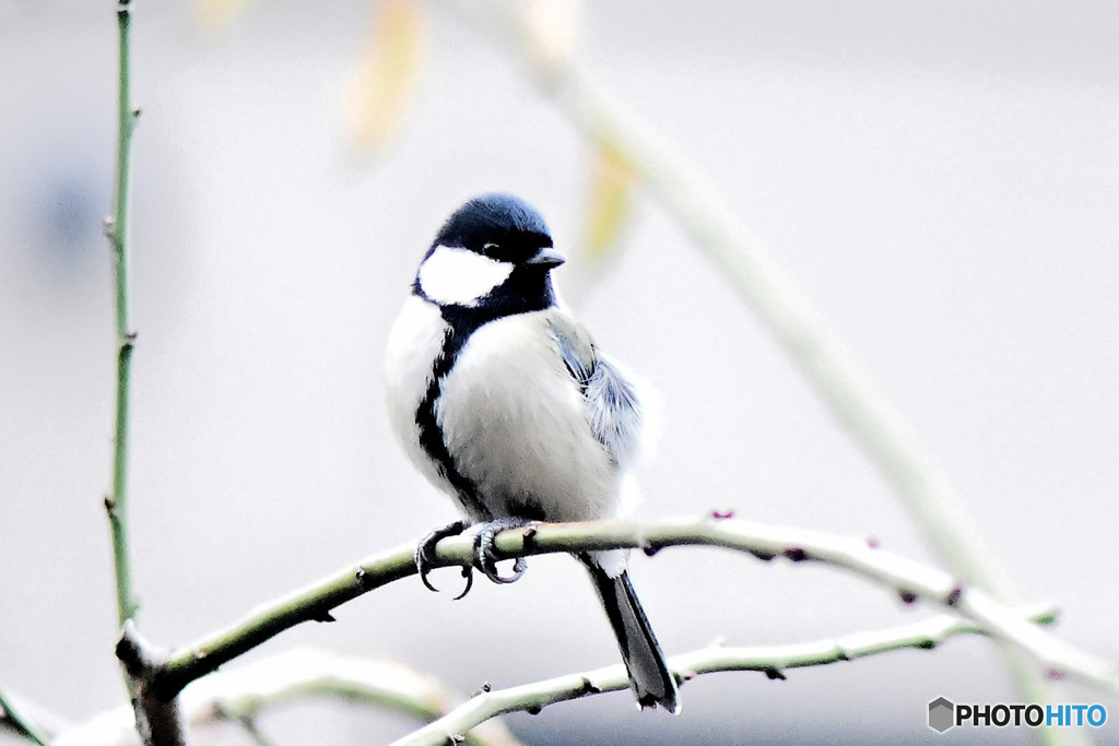 野山の鳥  四十雀