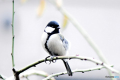  野山の鳥  四十雀 