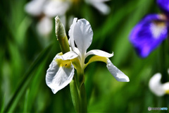 庭に咲いた白アヤメの花 22-269   