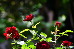 庭に咲いた薔薇の花  21-327