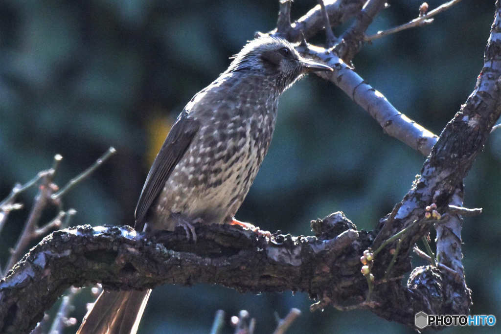 野山の鳥  21-315  ヒヨさん