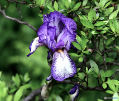  ツツジの花の中に咲いた花 