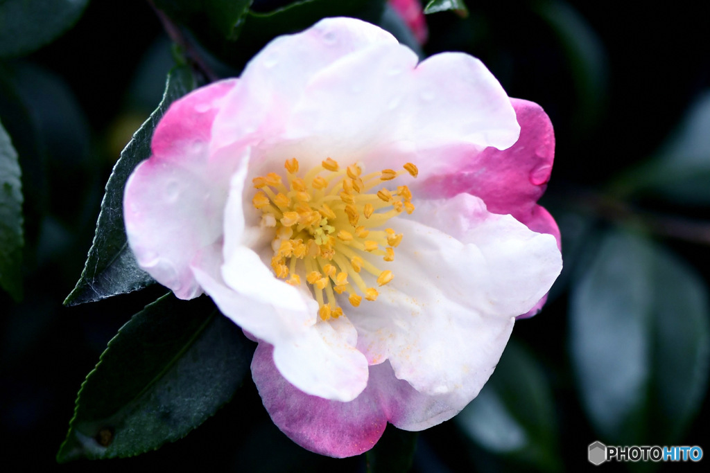  庭に咲いたサザンカの花 