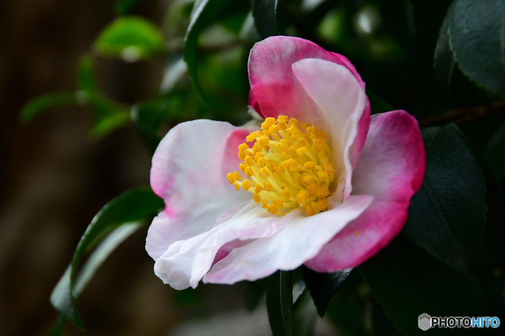 庭に咲いたサザンカの花 