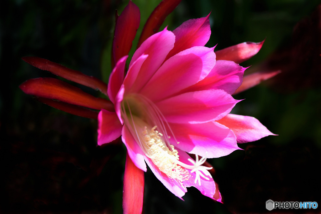 また咲いたサボテンの花 23-230  