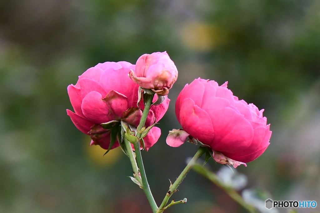 近隣の庭に咲いたバラの花