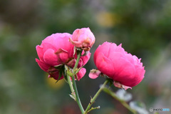 近隣の庭に咲いたバラの花