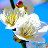白梅と青空
