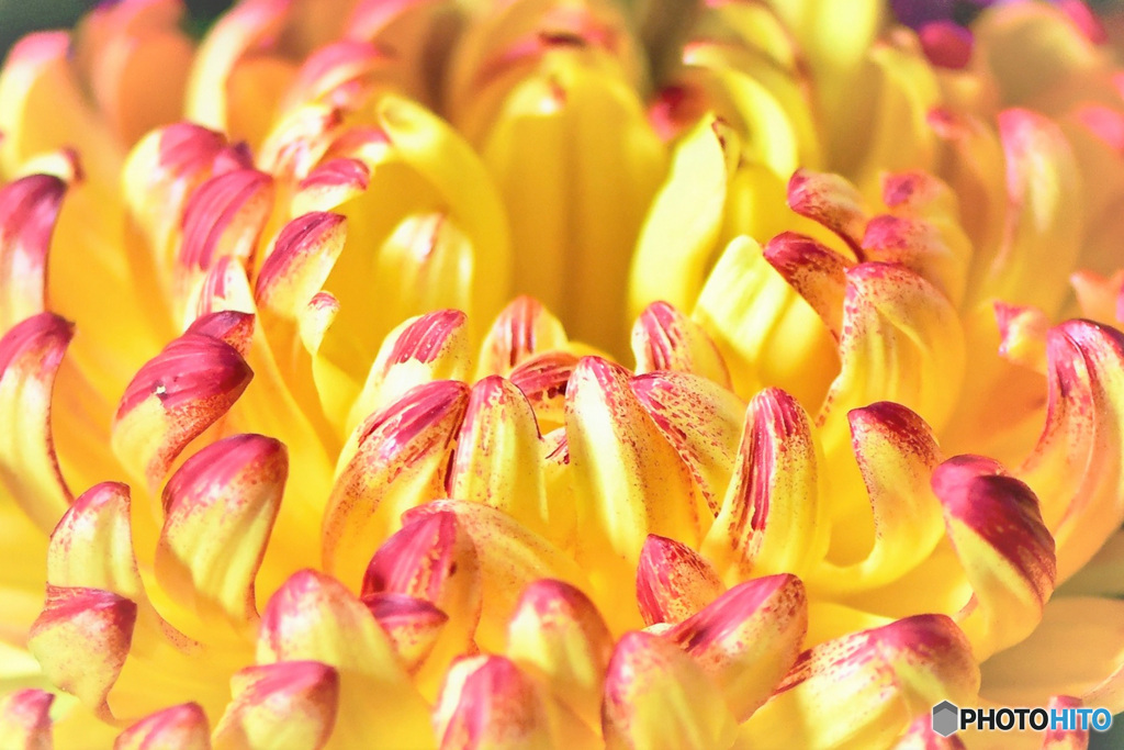 窓辺にて  菊の花 22-434