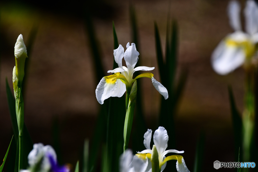 白アヤメの花  21-334