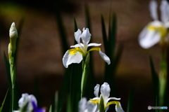 白アヤメの花  21-334