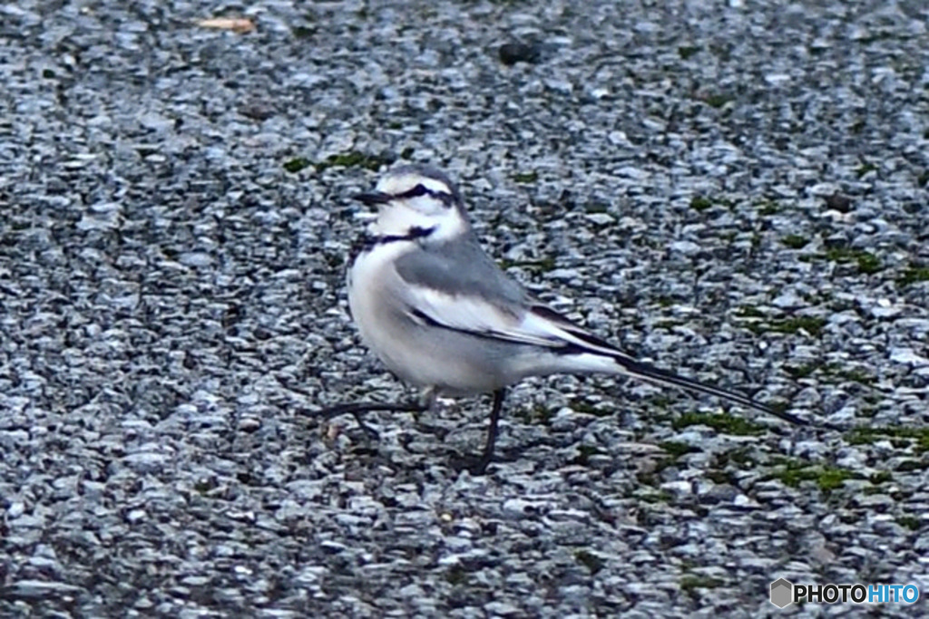 道路に舞い降りた鳥さん   