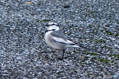 道路に舞い降りた鳥さん   