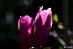 紫木蓮の透過花