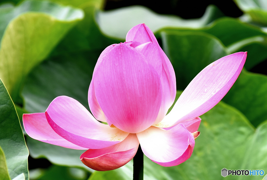 以前撮影した蓮の花 23-265