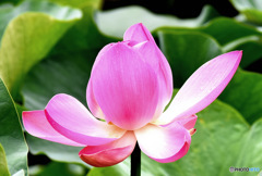  以前撮影した蓮の花 23-265 