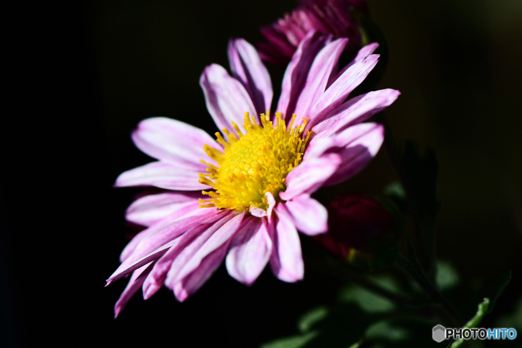庭に咲いた小菊 