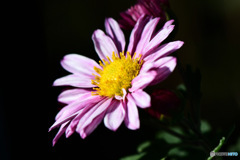 庭に咲いた小菊 