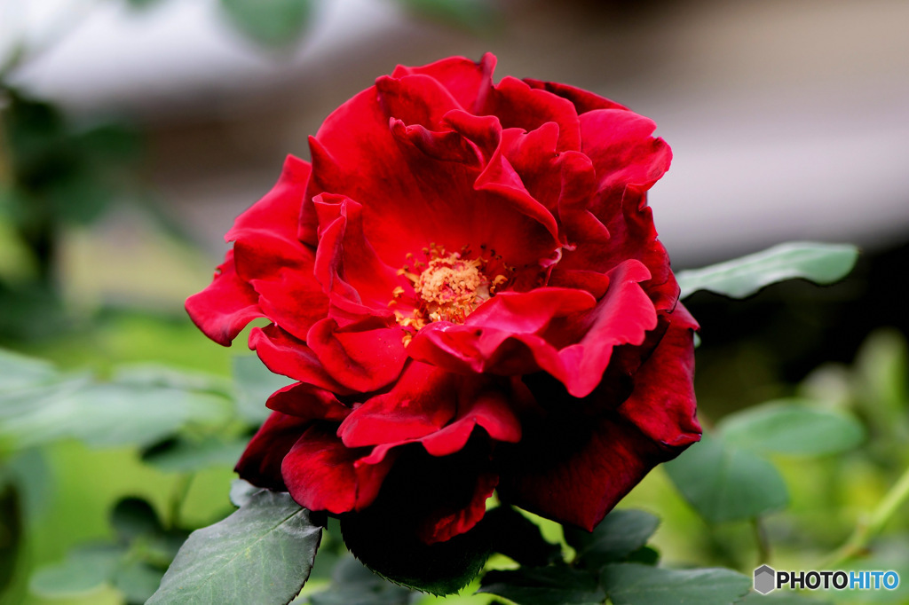 庭に咲いた赤いバラの花