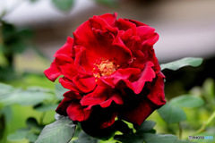 庭に咲いた赤いバラの花 