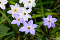 庭に咲いたハナニラの花