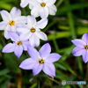庭に咲いたハナニラの花