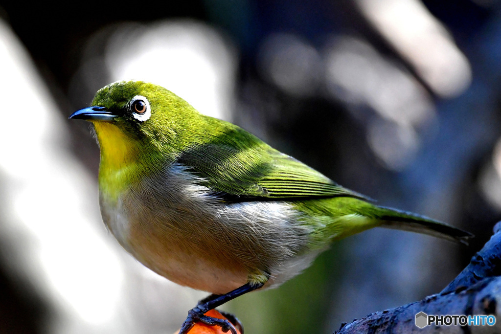 野山の鳥  21-319  メジ君