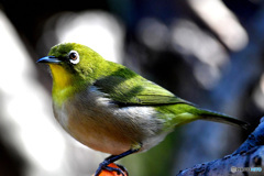 野山の鳥  21-319  メジ君