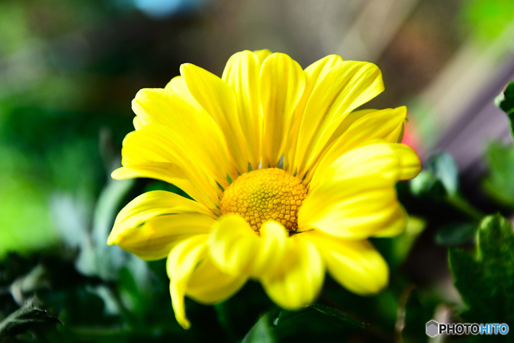 庭に咲いた花 23-343 