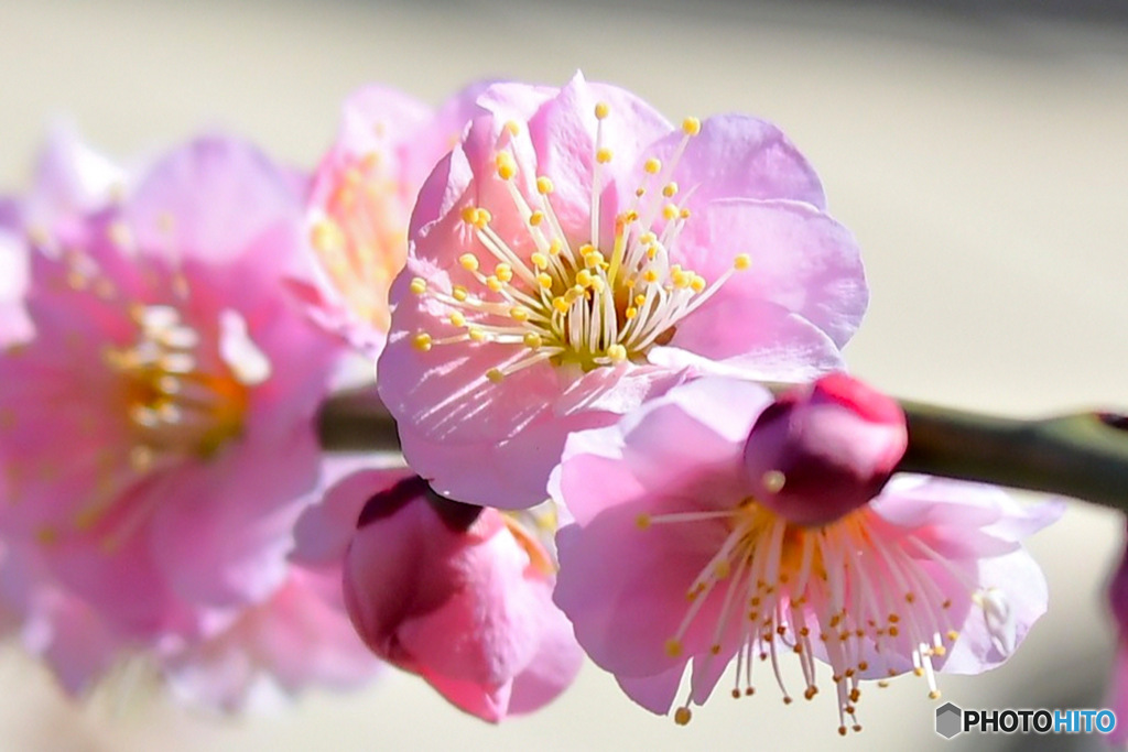 薄紅色の梅の花  