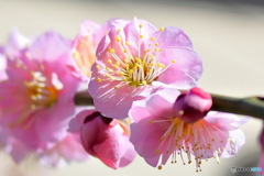 薄紅色の梅の花  
