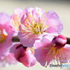 薄紅色の梅の花  