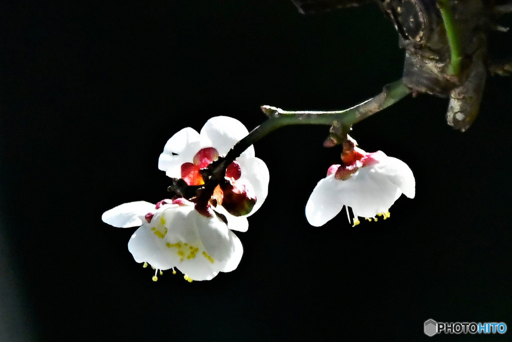 光に透けた白梅の花 22-020