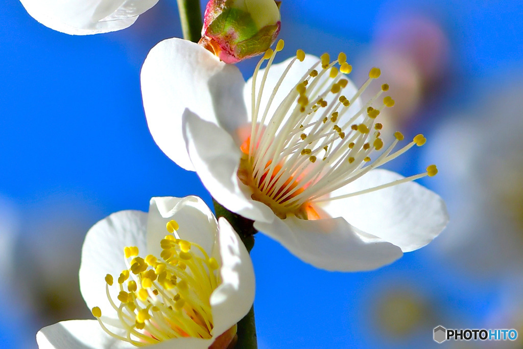 今年の春庭に咲いた梅の花  