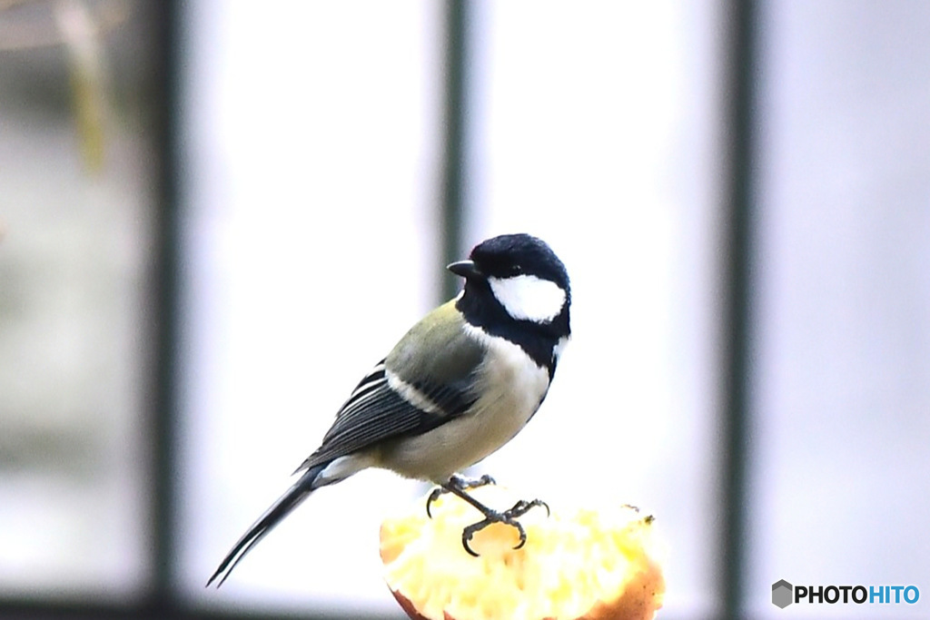 野山の鳥  シジュウカラ