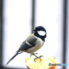 野山の鳥  シジュウカラ