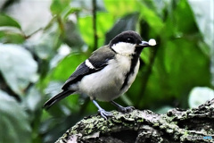 野山の鳥  21-247 何か銜えてます