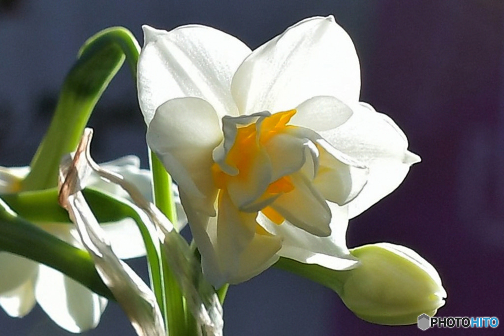寒い時期に咲いた花