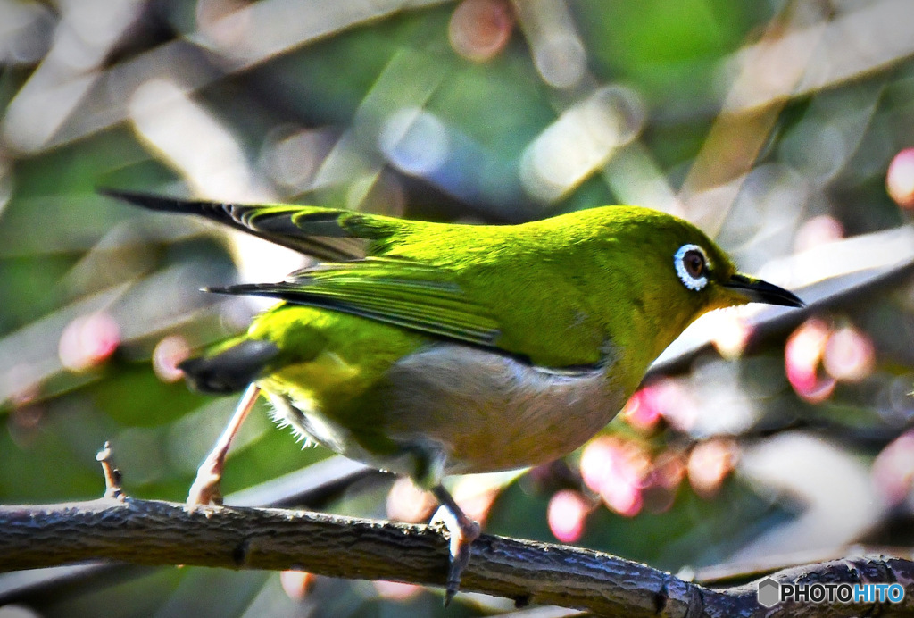 野山の鳥 23-089  メジ君