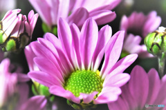 名前の分からない花  22-413  