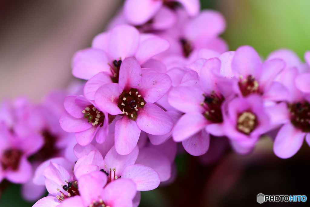  庭に咲いたヒマラヤユキノシタの花