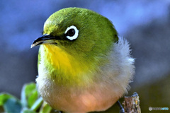 野山の鳥 22-009 メジ君