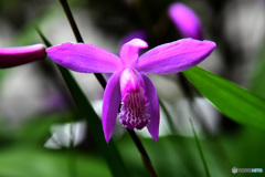 庭に咲いた紫蘭の花 22-224