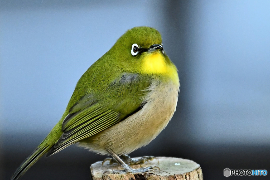野山の鳥 22-021 メジ君