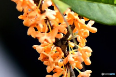 金木犀の花が咲いて  いい～香り  