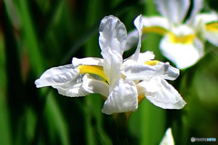 庭に咲いた白い花