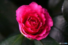 庭に咲いたサザンカの花  