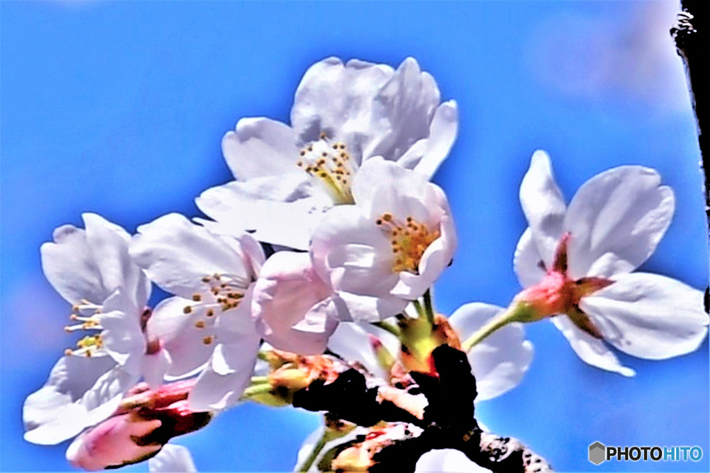 春の花  21-121